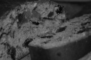 Grana Bread, Basalt
